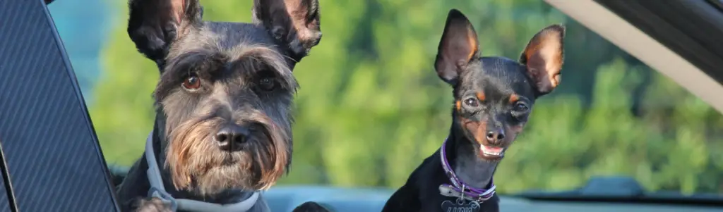 pet friendly imagen